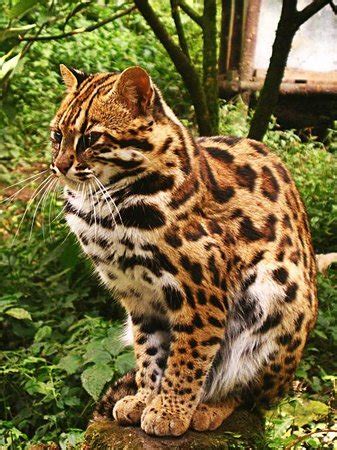 Animal mammal andean mountain cat information, facts, pictures and puzzles (image information for kids). Himalayan mountain cat. - Picture of Himalayan Zoological ...