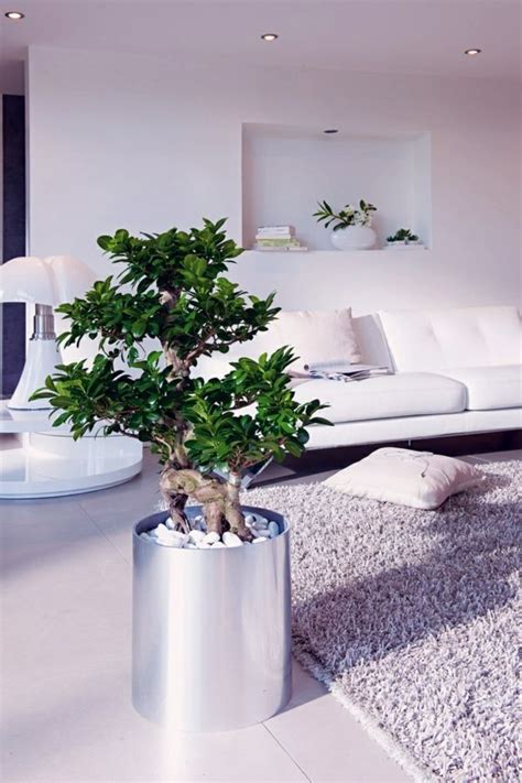 There are many living room paint color schemes. Feng Shui plants for harmony and positive energy in the ...