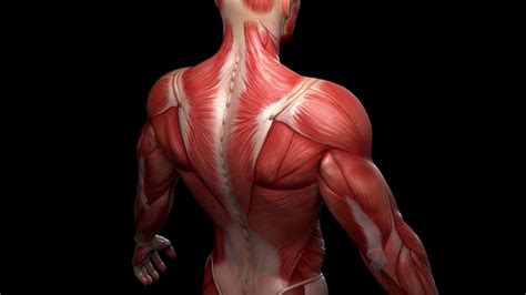 Muscular System Wallpapers Wallpaper Cave