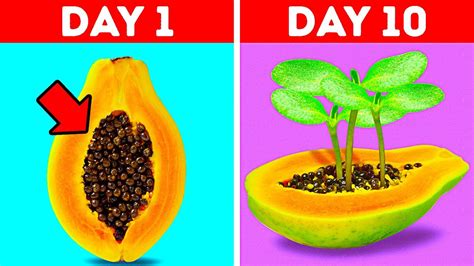 grow your seeds garden hacks youtube