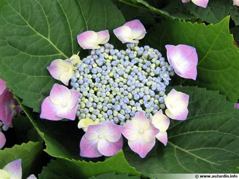 Hortensia Hydrangea Planter Cultiver Multiplier