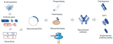 gene cloning creative biolabs