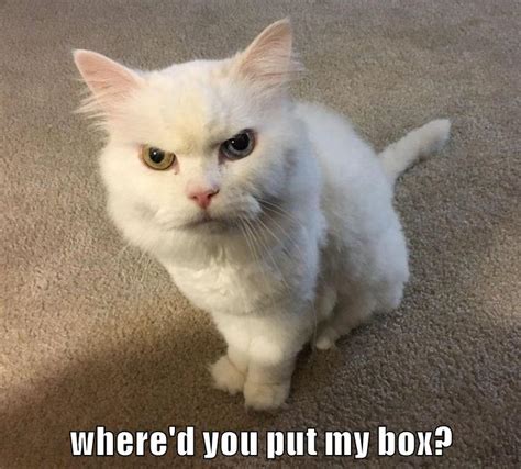Where D You Put My Box Lolcats Lol Cat Memes Funny Cats