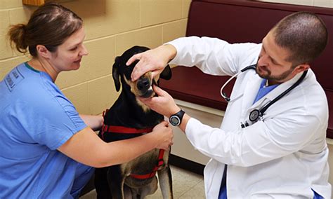 House sit in homes with peace of mind they're covered at no extra cost to you or the owner. Best Vets in Madison, WI | The Out-U-Go! Blog