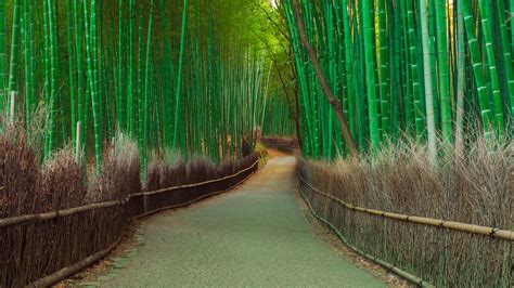 1920x1080 Thickets Bamboo Pathway 1080p Laptop Full Hd Wallpaper Hd