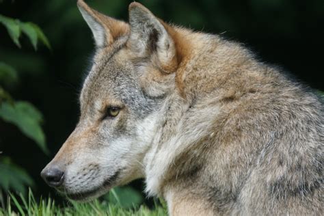 Fotos Gratis Fauna Silvestre Retrato Depredador Coyote De Cerca