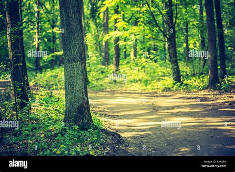 Vintage Photo Of Beautiful Path In Summer Forest Green Forest