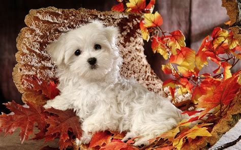 70 Cute Fall Wallpaper Wallpapersafari