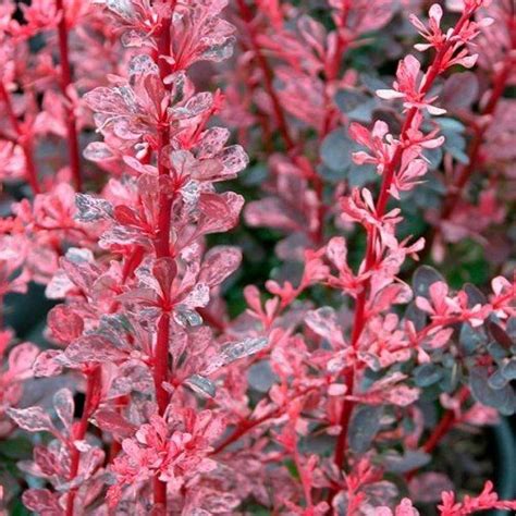 La soluzione a fiore giallo verdognolo inizia con la lettera r ed è lunga 6. Berberis thunbergii "Rose Glow" Vaso Ø24cm (con immagini ...