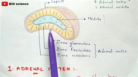 Adrenal Gland Physiology Adrenal Cortex And Adrenal Medulla
