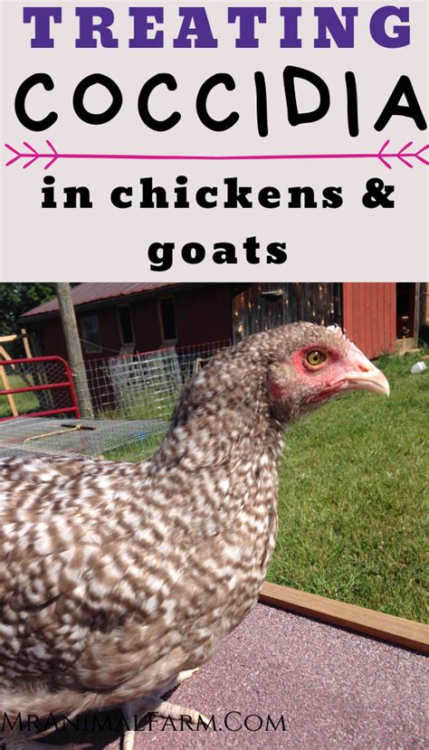 Coccidiosis In Chickens Goats A Health Guide Artofit