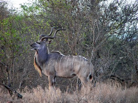 Kudu bulls are impressive animals with their huge spiral horns. Quote Of Today—Poaching | Ann Novek( Luure)-With the Sky ...