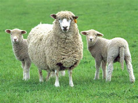 Top 15 Sheep Breeds For Wool Dengarden
