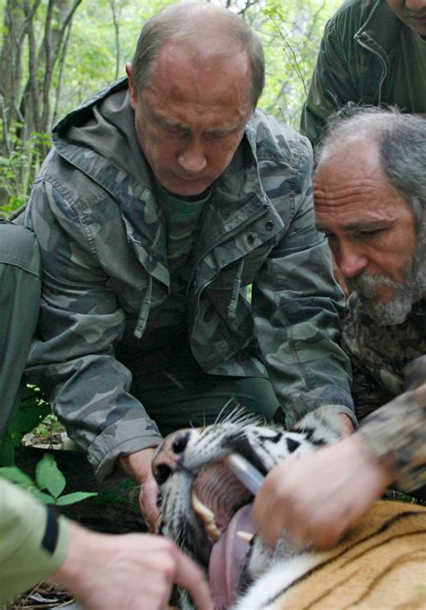 Rare Siberian Tiger Released By Putin Strays Into China Ctv News