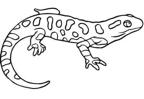Salamander Coloring Pages Coloring Cool