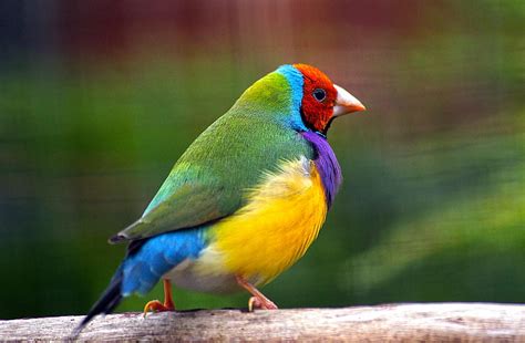 Hd Wallpaper Green Yellow Red And Blue Bird Gouldian Finch