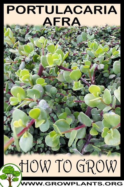 What is the portulacaria afra (or spekboom)? Portulacaria afra - How to grow & care