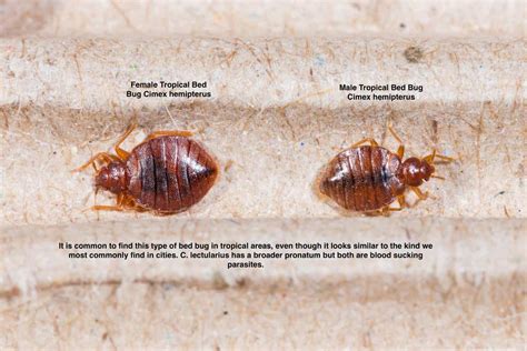 Male Vs Female Bed Bug How To Tell The Difference With Photos