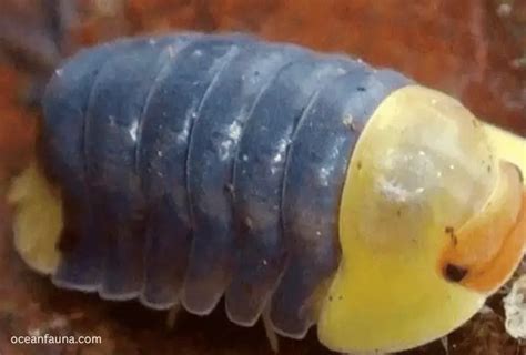 Rubber Ducky Isopod Size Habitat And Facts Ocean Fauna
