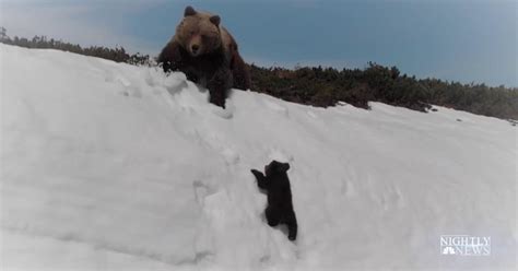 Viral Video Shows Mighty Bear Cub Aiming To Reach Parent Atop Snowy