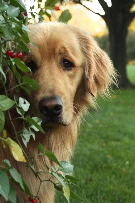 Daher geht der trend durchaus darin, dass katzen ebenso im schlafzimmer verweilen d�rfen wie etwa hunde, wobei diese doch etwas mehr dreck unter oder auf die bettdecke bringen. Lover!! | Hunde, Retriever welpen, Tiere hund