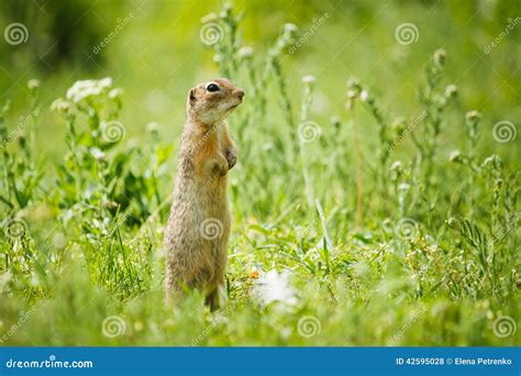 Gopher Stock Photo Image Of Green Funny Grass Summer 42595028