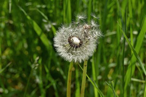 Dandelion Seeds Pointed Flower Free Photo On Pixabay