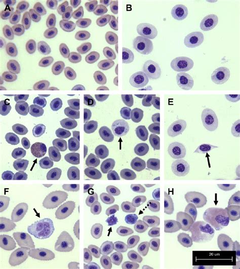 Normal Teleost Blood Cell Morphology A Mature Erythrocyte