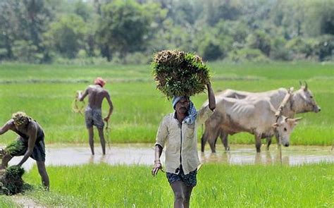 Rs 200 Crore Covid 19 Package Announced For Odisha Farmers More Good