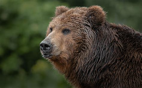 Kamchatka Brown Bear 2408046 Stock Photo At Vecteezy