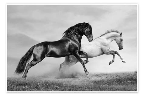 Horses Black And White Print By Editors Choice Posterlounge