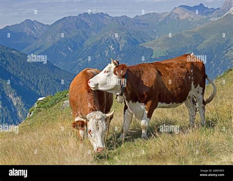 Two Simmental Cows Fleckvieh In Close Contact Preening In The Alps