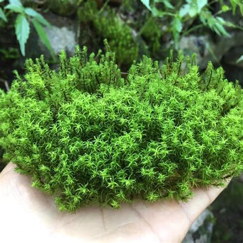 Common Haircap Moss Polytrichum Commune Happyforeststore