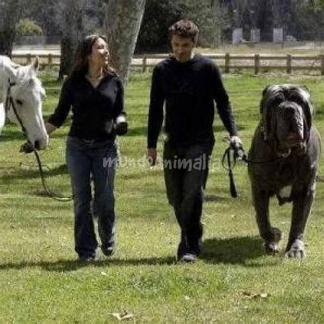 Ver más ideas sobre mastín napolitano, perros, razas de perros grandes. el perro mas grande del mundo - Foros de Otros temas de ...