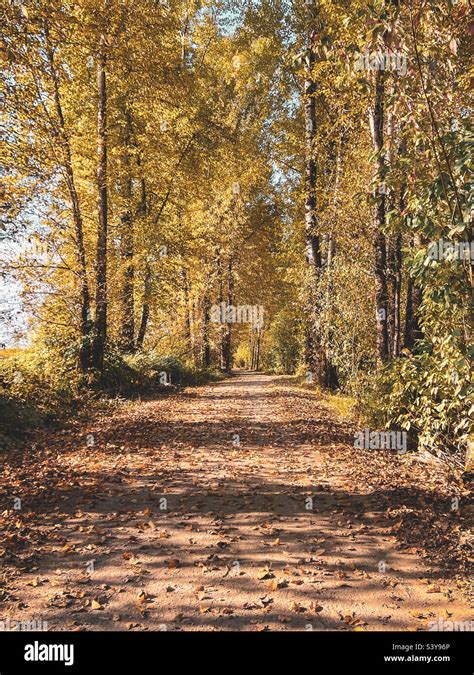 Yellow Autumn Pathway Stock Photo Alamy