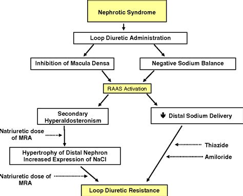 The Nephrotic Syndrome Pathogenesis And Treatment Of