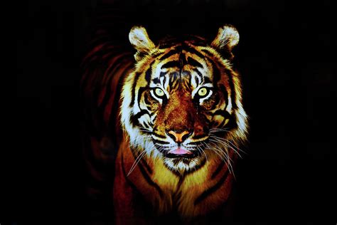 Tiger In Night Photograph By Todd Ryburn Photography Fine Art America