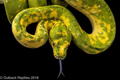Green Tree Python Caging Outback Reptiles