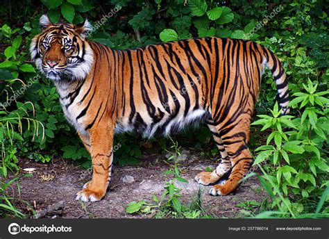 ✓ free for commercial use ✓ high quality images. Tiger Posing Photo — Stock Photo © YAYImages #257786014