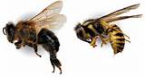 Images of Wasp Vs Bee Sting