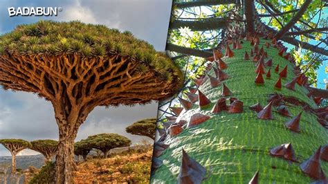 Details 100 Los árboles Más Hermosos Del Mundo Abzlocalmx