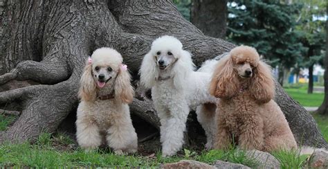Poodle Breed Information The Ultimate Guide Breed Advisor