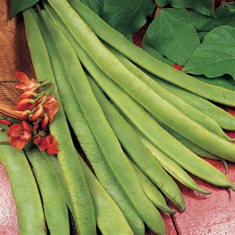 Buy Scarlet Runner Pole Bean Seeds Canada Metchosin Farm