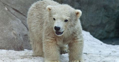 Polar bear cub can hardly contain her excitement as she plays in the snow for the first time at toronto zoo. Toronto Zoo Polar Bear Cubs Die, Cause Unclear | HuffPost ...
