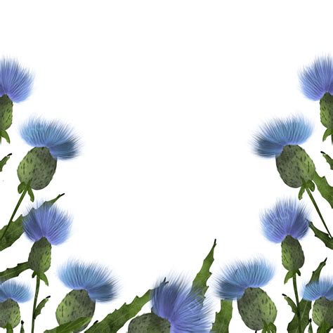 Watercolor Thistle Png Image Thistle Flower Watercolor Blue Border
