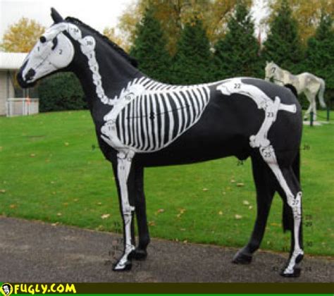 Painted Skeleton Horse With More Detail Random Images Fugly