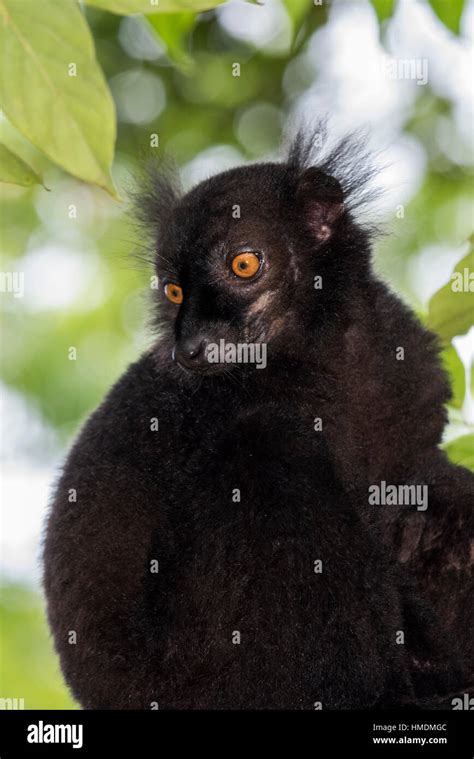 Madagascar Nosy Be Big Island Off The Northwest Coast Of Mainland