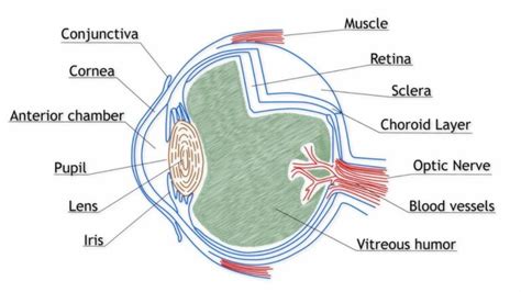 Vitreous Humor Function What You Should Know