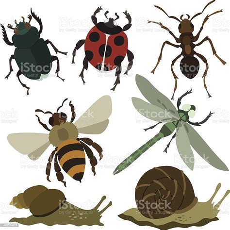 Different Vector Insects Stock Illustration Download Image Now Istock
