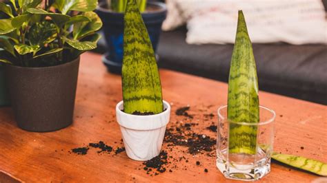 Learn How To Propagate A Snake Plant 4 Proven Methods